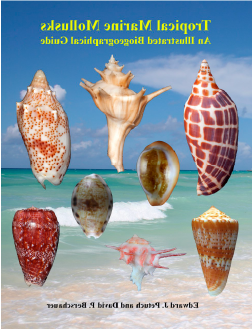 Tropical Marine Mollusks